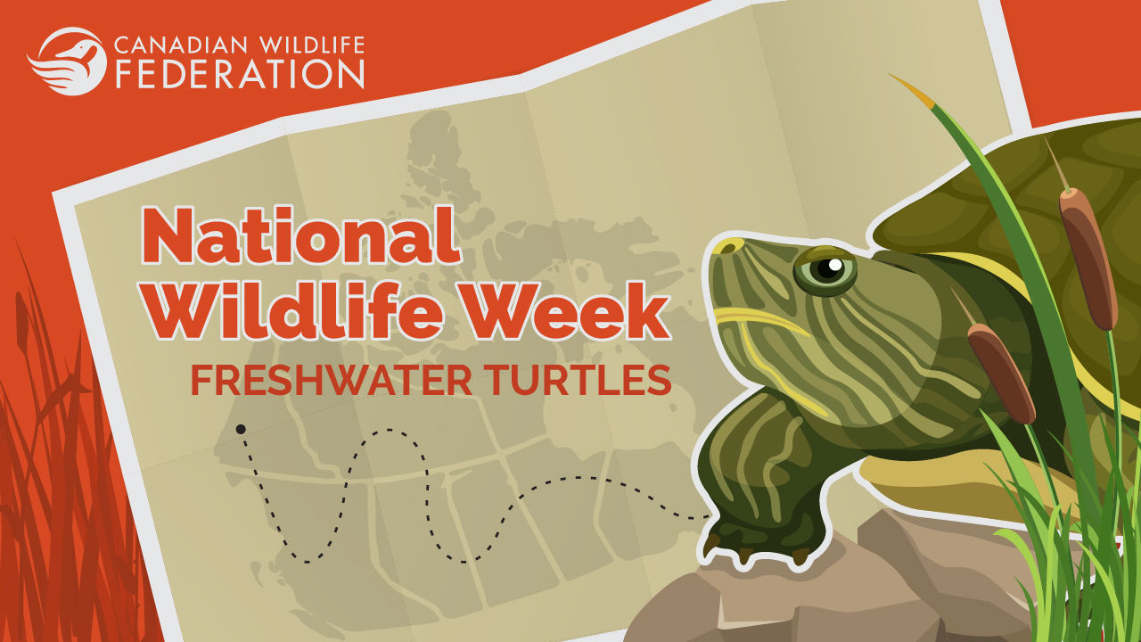 nww turtle webinar apr 2024