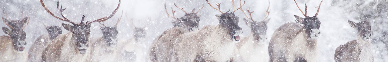 running herd of caribou