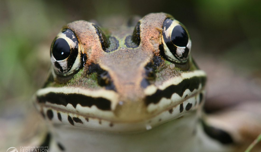leopard frog david neads closup