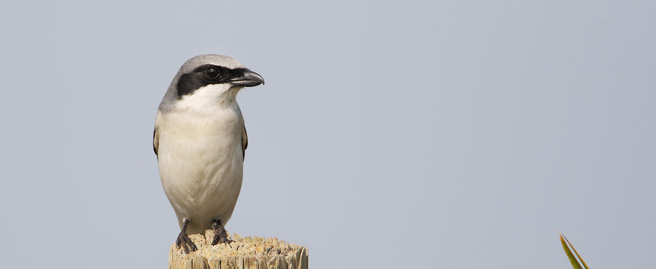loggerhead shrike header
