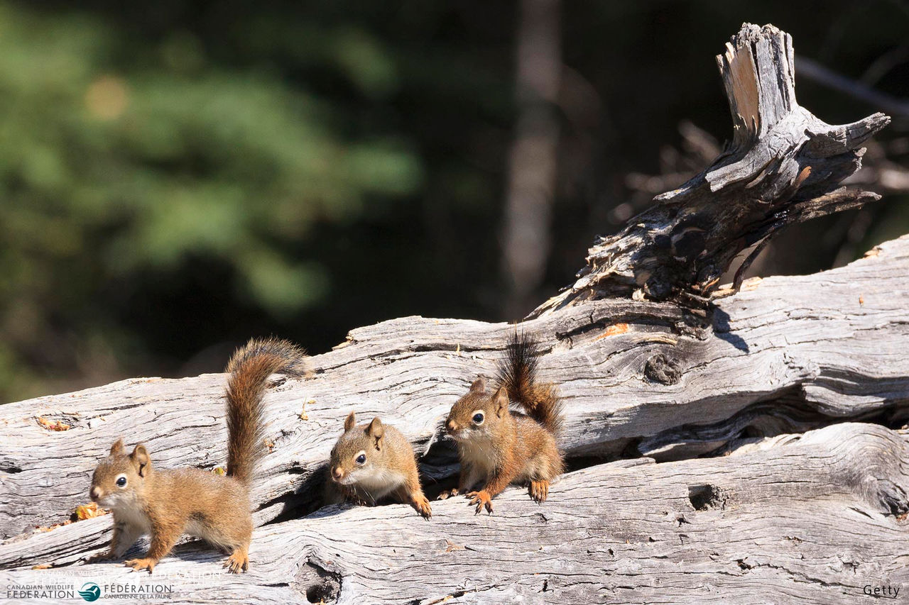 red squirrel young babies 657818558