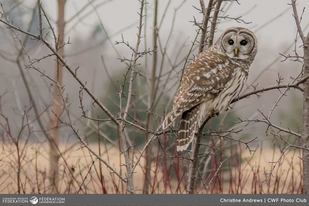 christine andrews barred owl marsh fall spring autumn.jpg