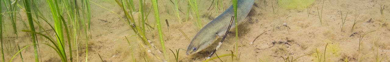 american-eel-header.jpg