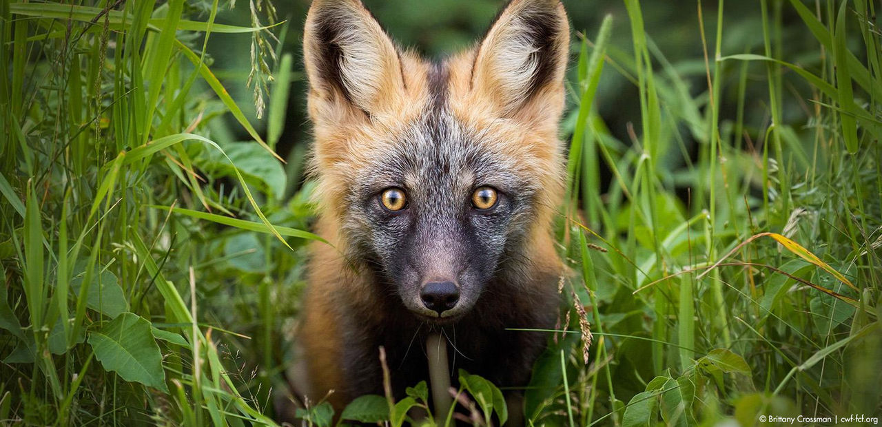 fox in grass
