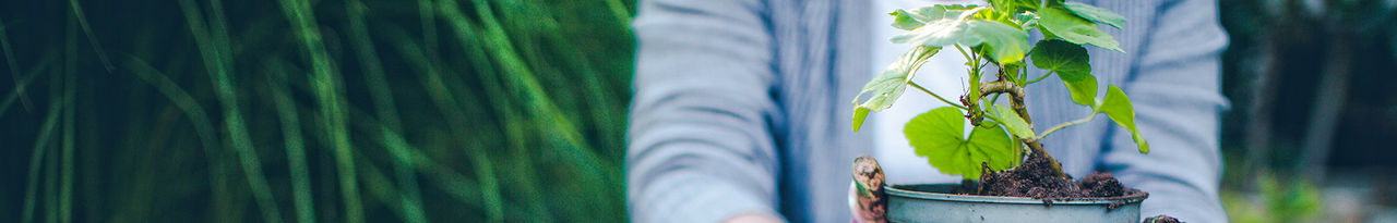 plant garden gardener hor