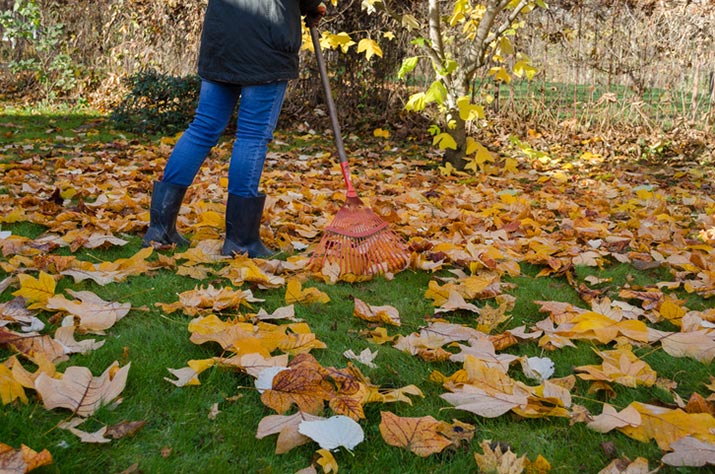 Raking leaves in autumn