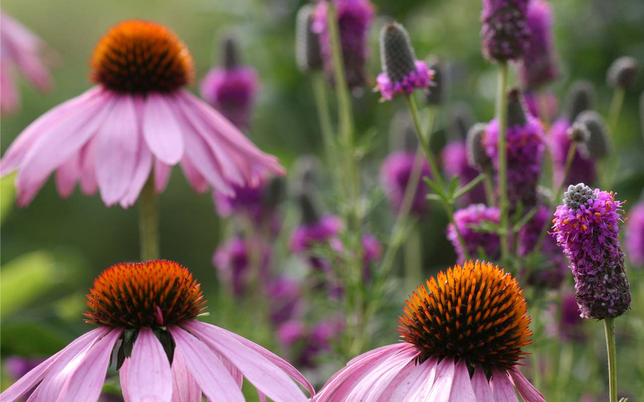 Wildflowers / Fleurs sauvages