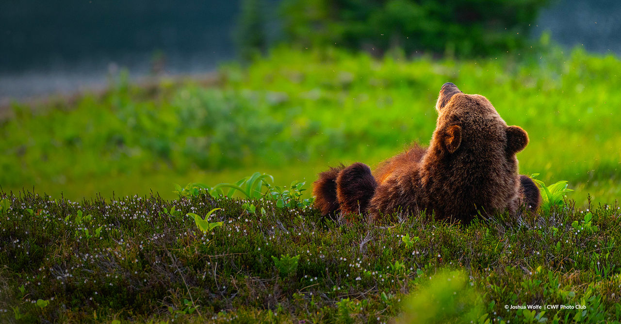 bear watching sunset