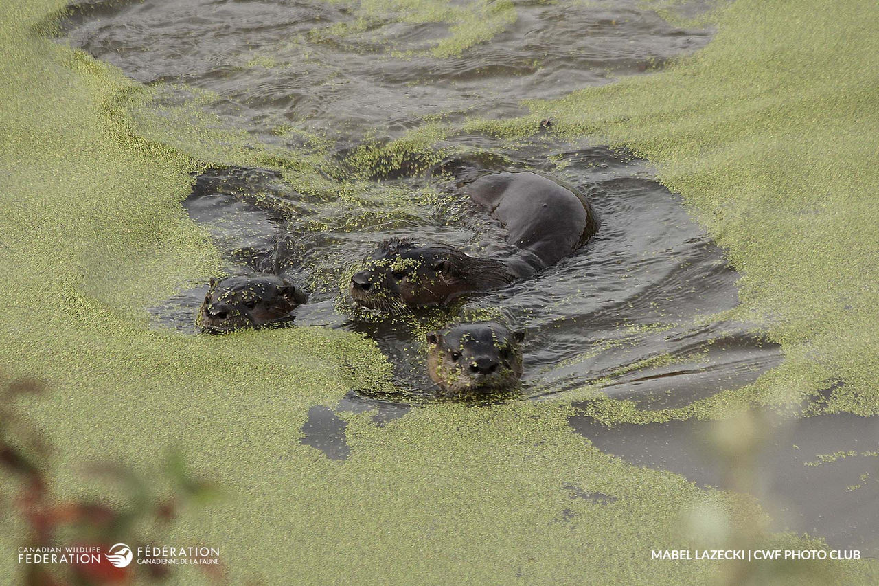 river otter 