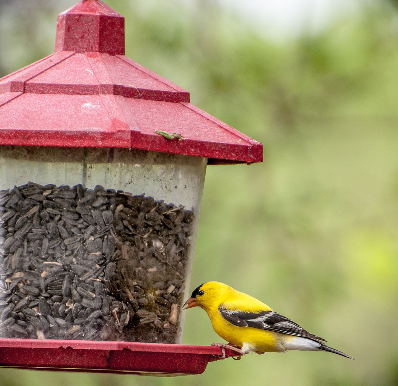 goldfinch bird feeder
