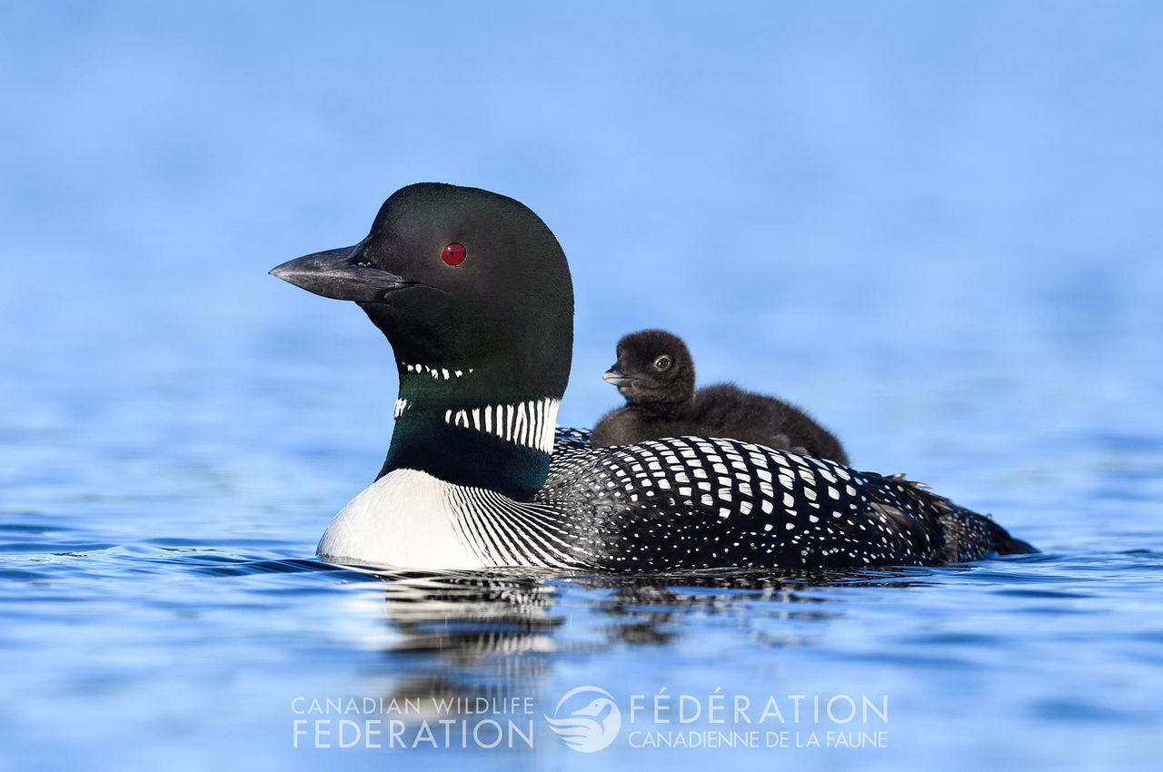 loon-parent-chick-water-bird.jpg