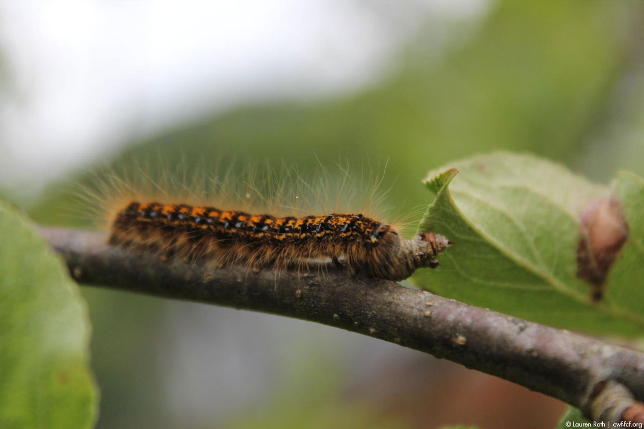 tent caterpillar