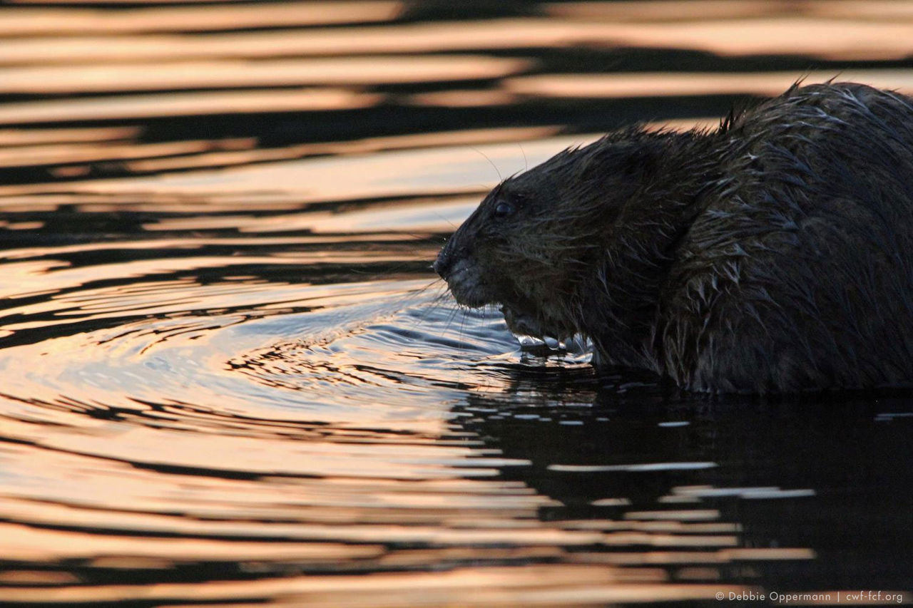 Debbie-Oppermann-beaver-water-sunset.jpg