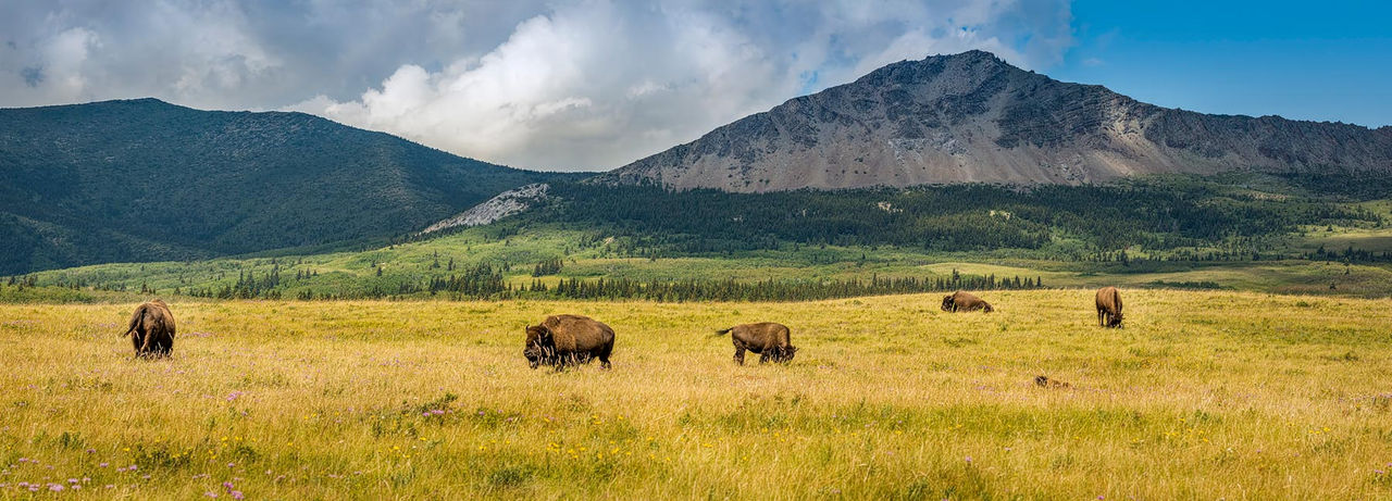 bison herd rockies hor
