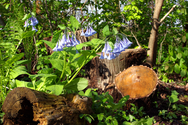 garden-stump-log.jpg