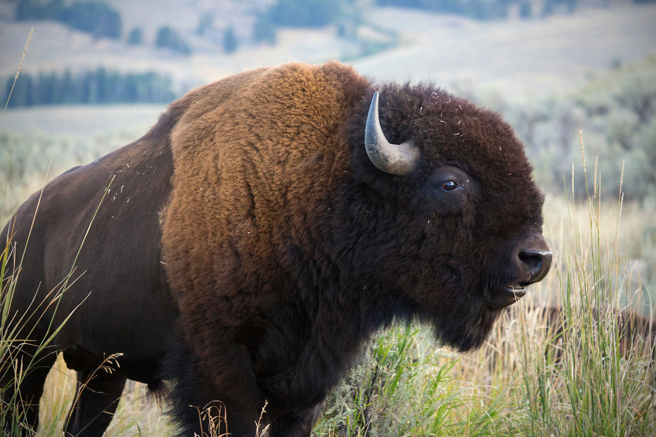 bison wild