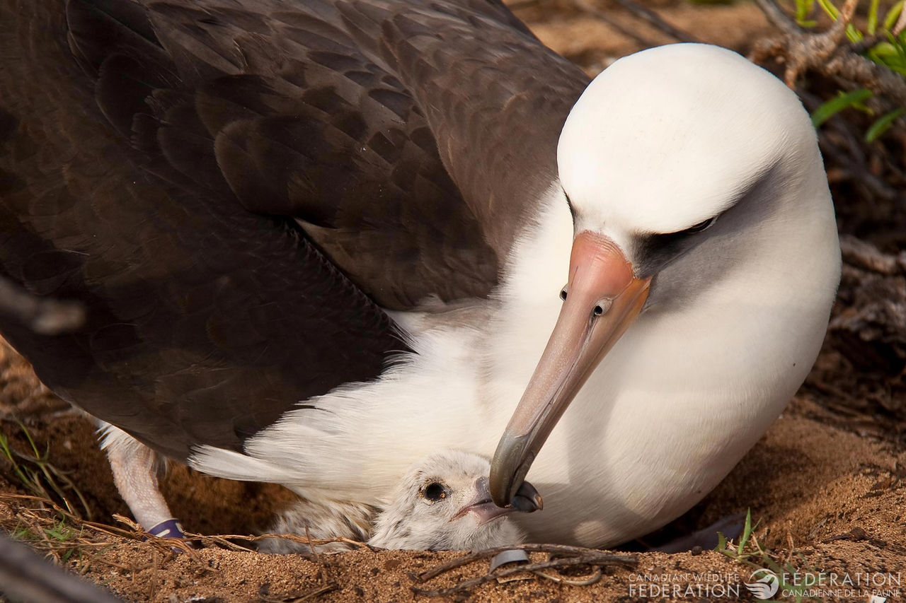 albatross-chick-parent-bird.jpg