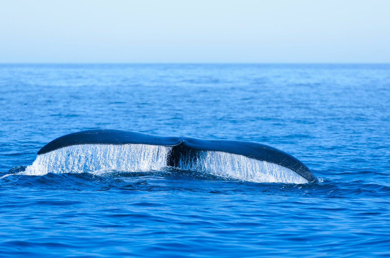 north-atlantic-right-whale-tale-water.jpg
