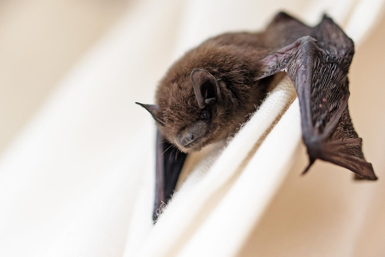bat on cloth