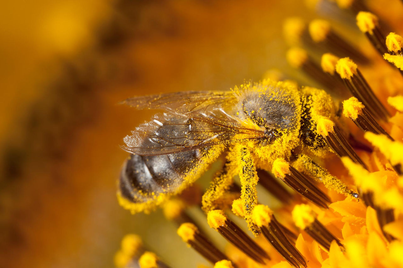 bee-flower-pollen.jpg