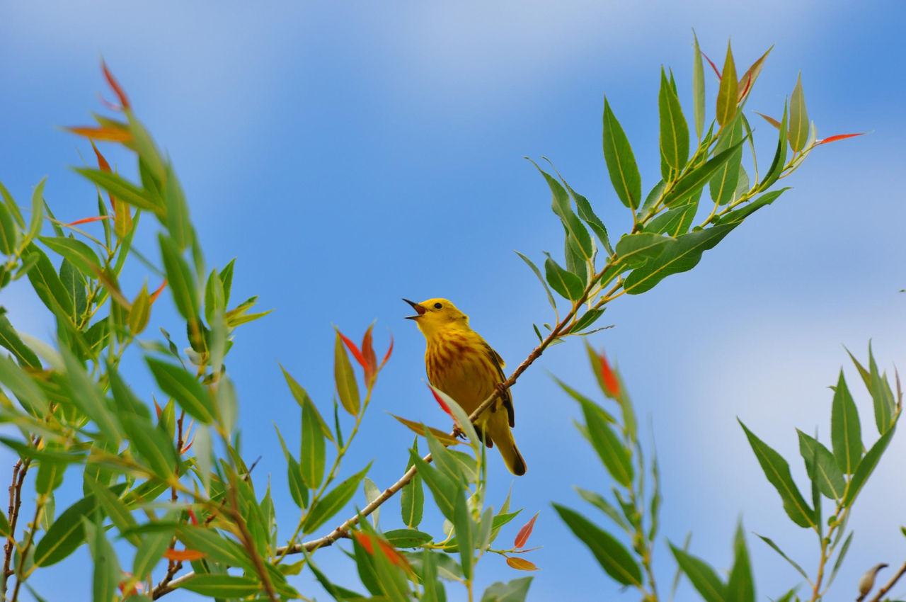 Yellow Warbler on the South Saskatchewan River