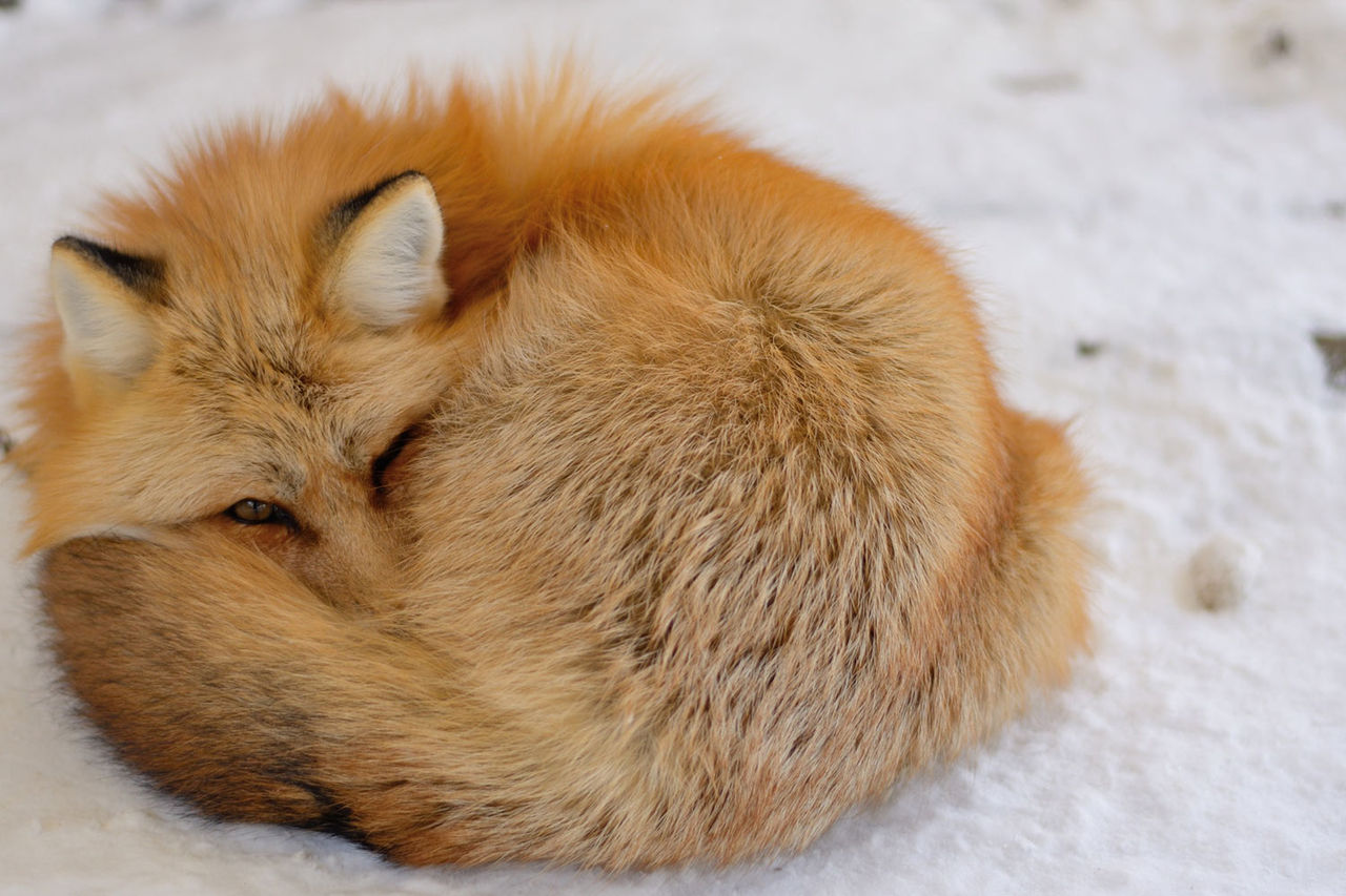 red-fox-sleeping-hibernation-winter-snow-476646060.jpg
