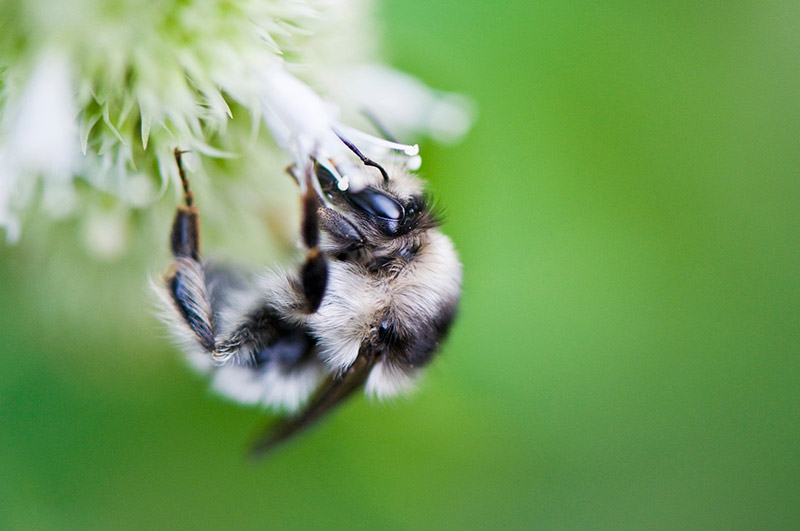 bee-white-flower.jpg