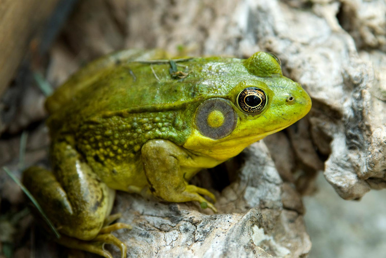 green-frog-close-water.jpg