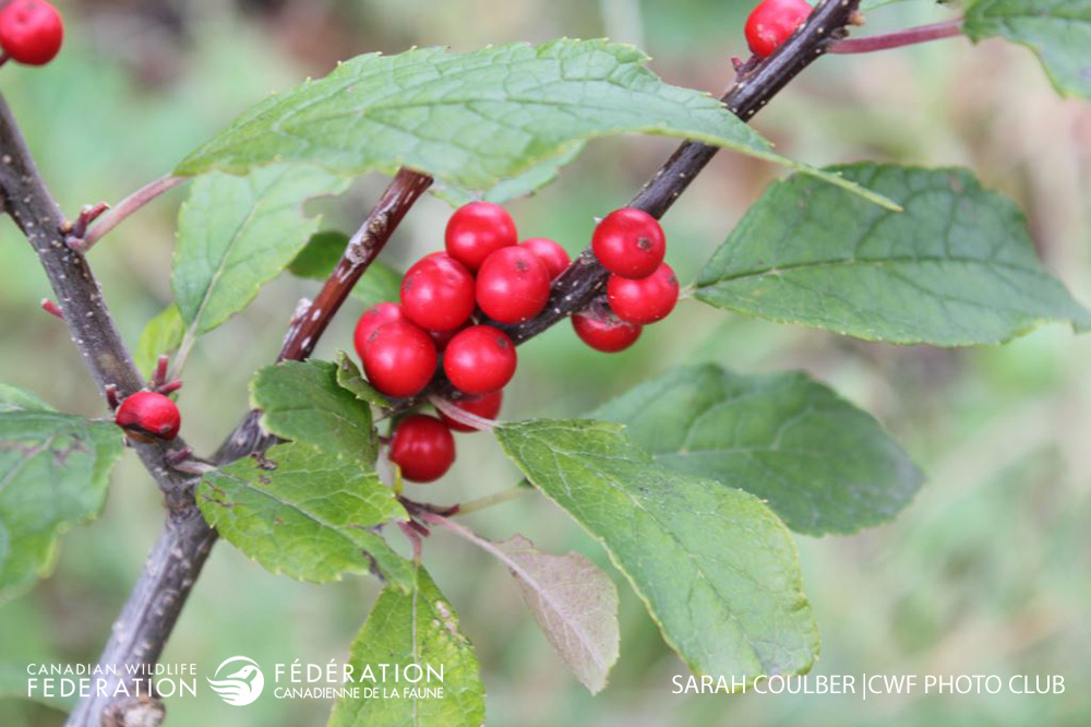 winterberry-sarah-coulber