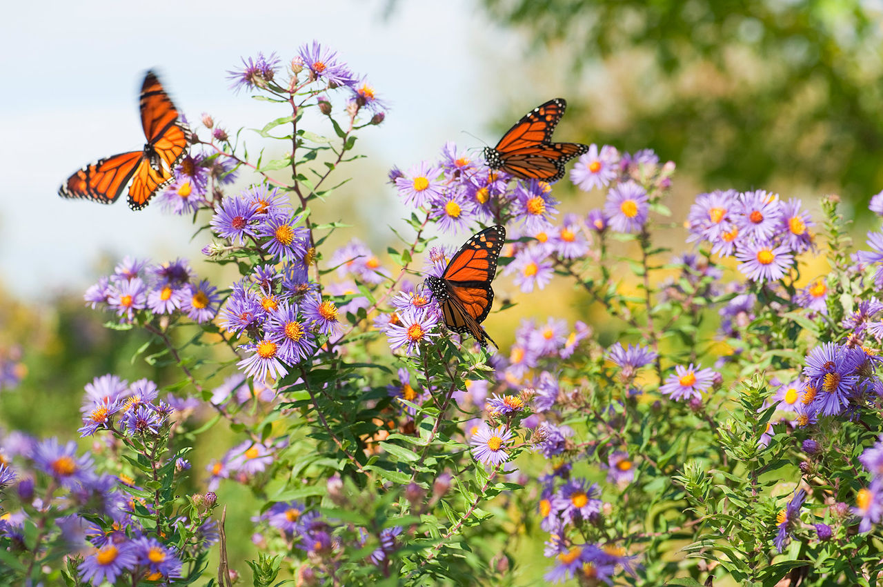 monarch-aster.jpg