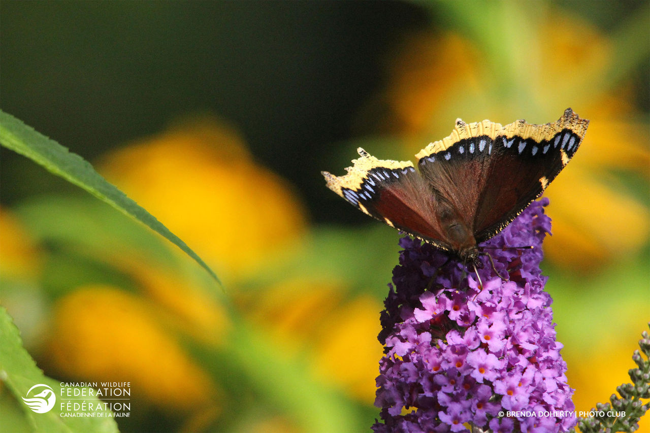 mourning cloak butterfly