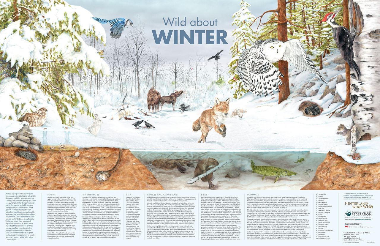 winter wildlife poster image