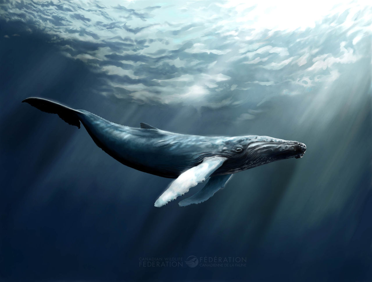 humpback whale illustration lg
