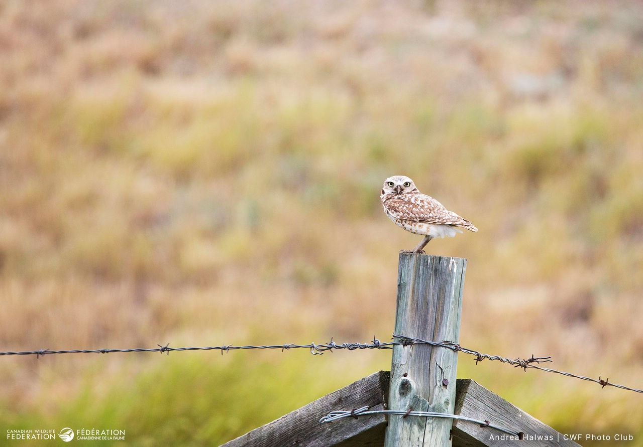 andrea Halwas alberta burrowing owl fence