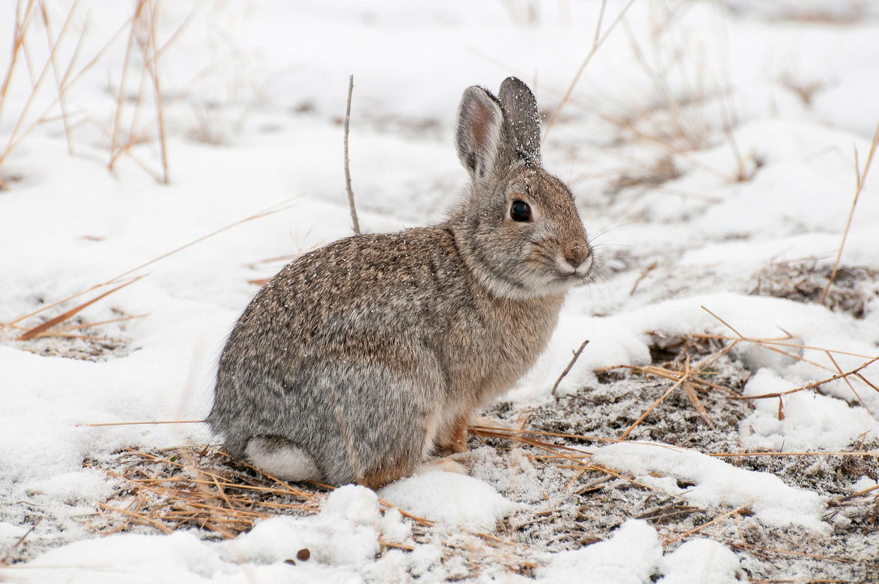 mountain cottontail nuttall