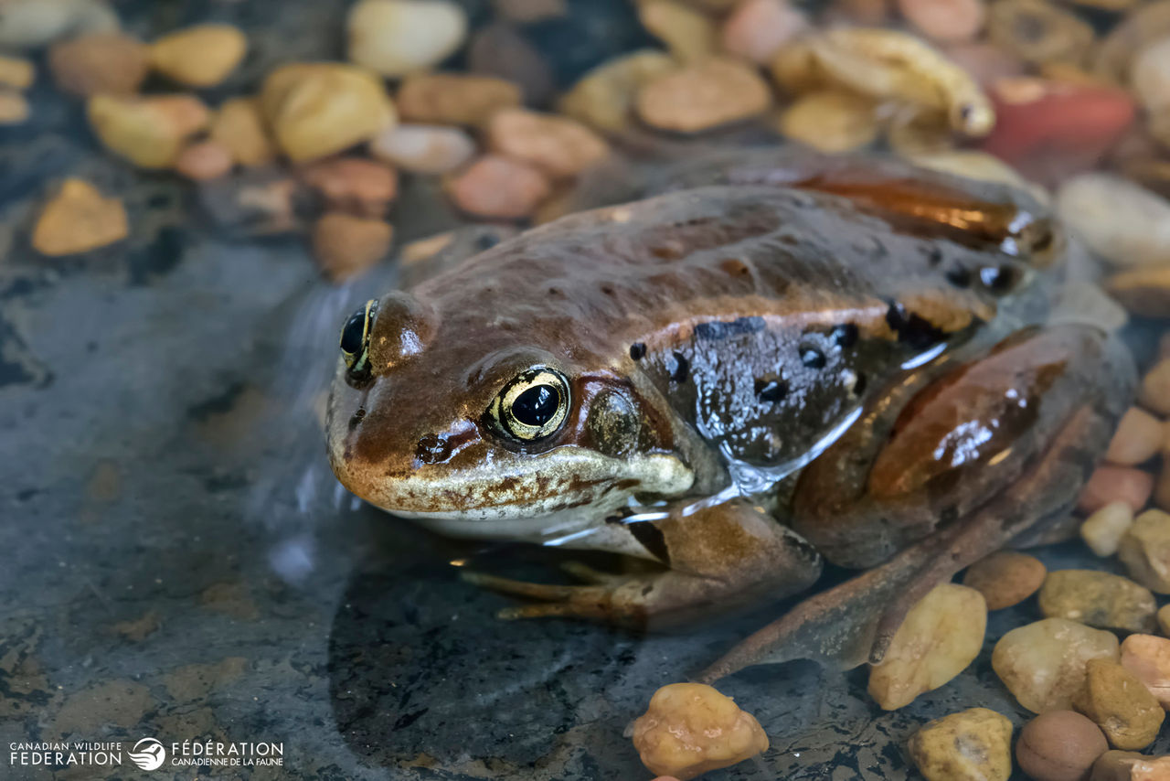 wood frog alaska