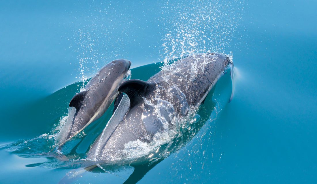 white-sided-dolphin-gulf-of-main-1424262823-1100x640