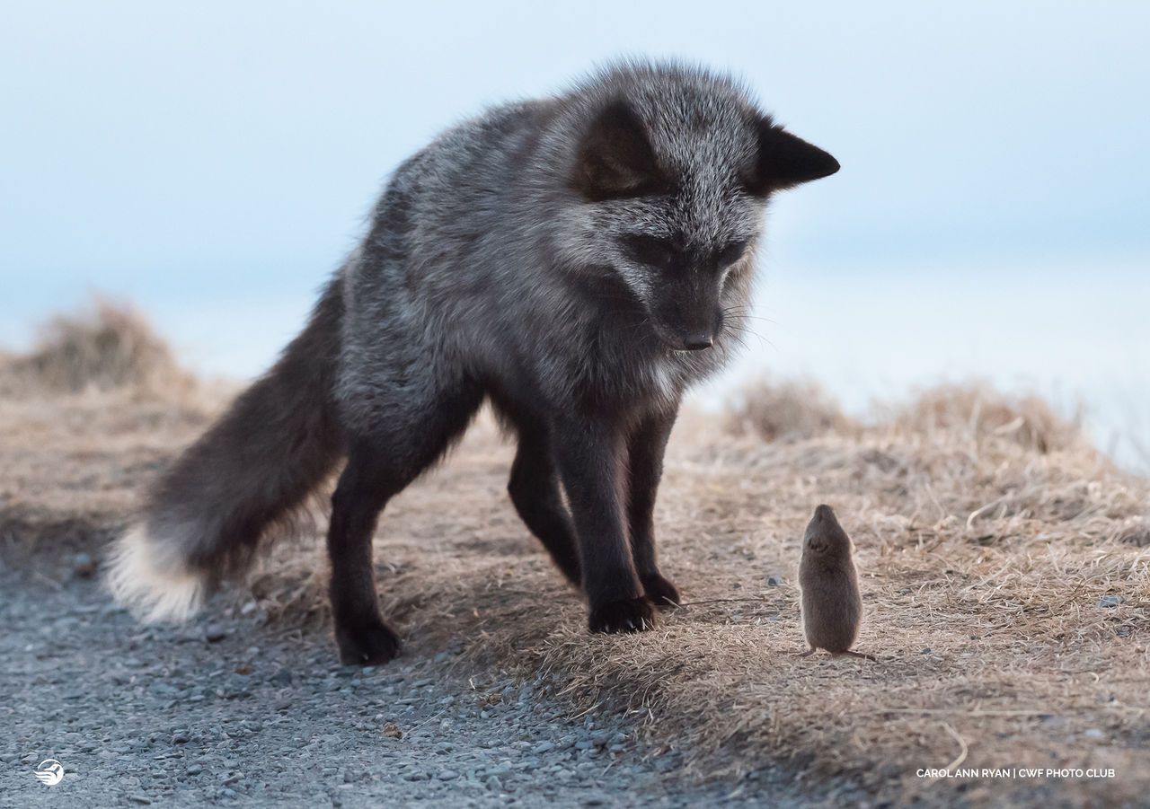 fox with mouse