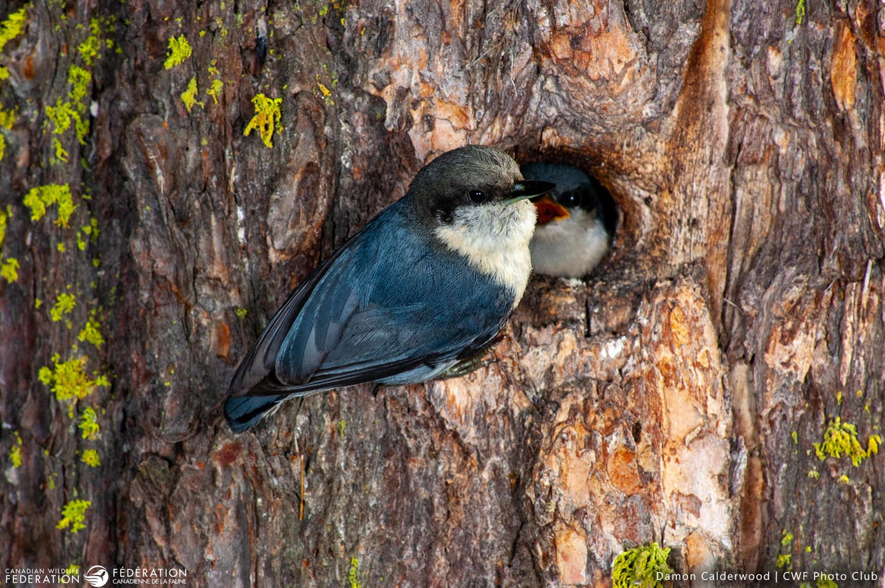 Damon Calderwood Pygmy nuthatch BC