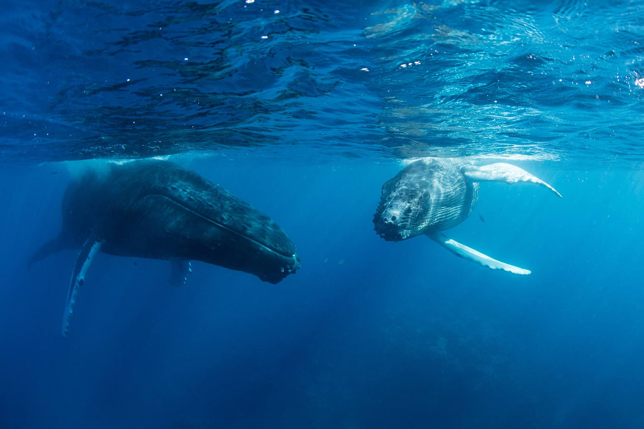 Mom and baby whale underwater