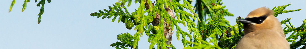 cedar waxwings birds