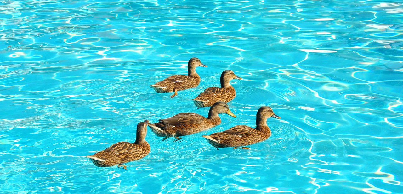 mallard ducks in swimming pool hor