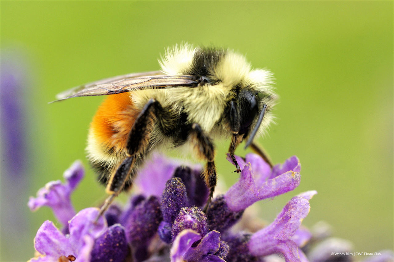 Bombus tenarius Wendy Riley Sydney NS bumblebee