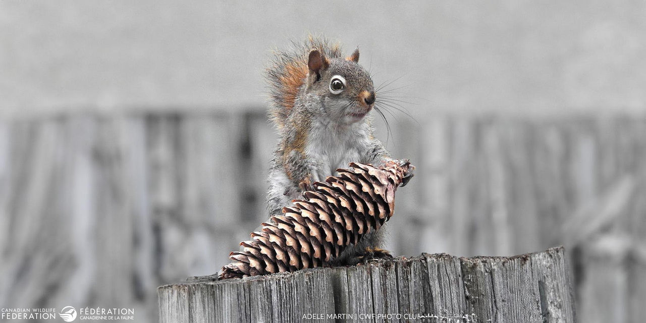squirrel-cone-adele-martin