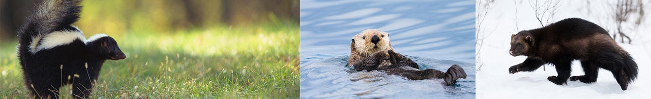 wolverine skunk sea otter hor