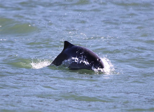 Harbour porpoise