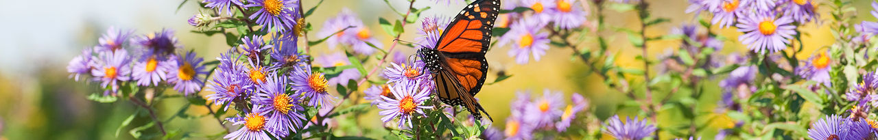 monarch purple flower header 
