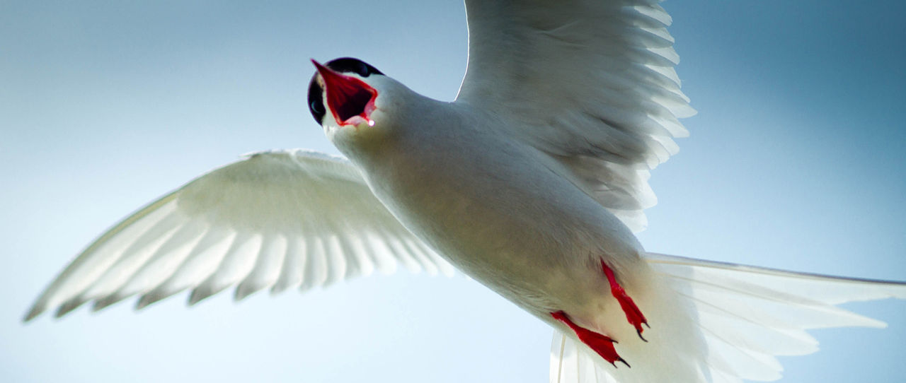 arctic-tern-sky-hor-698884960.jpg