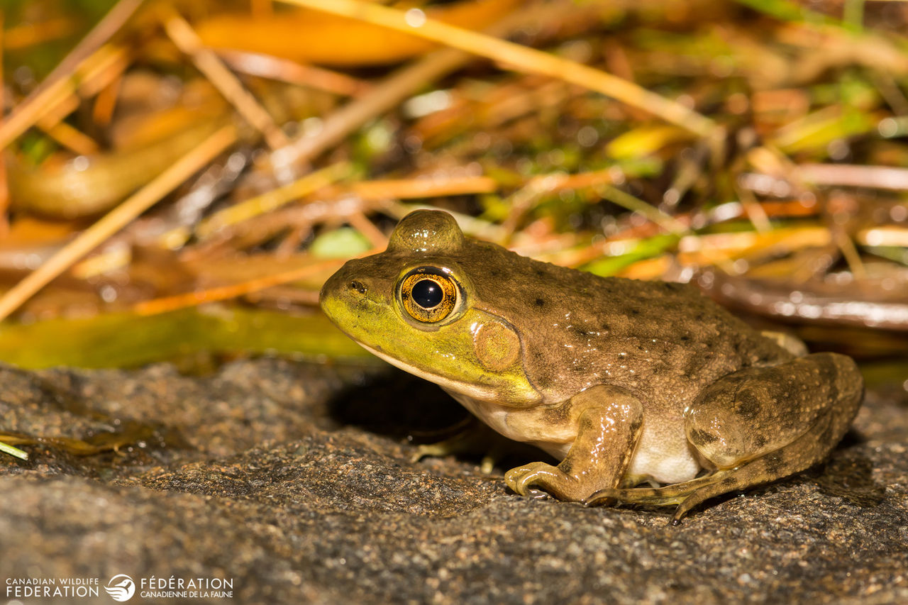 A close up of a Mink Frog at Loon Lake in the Adirondacks.