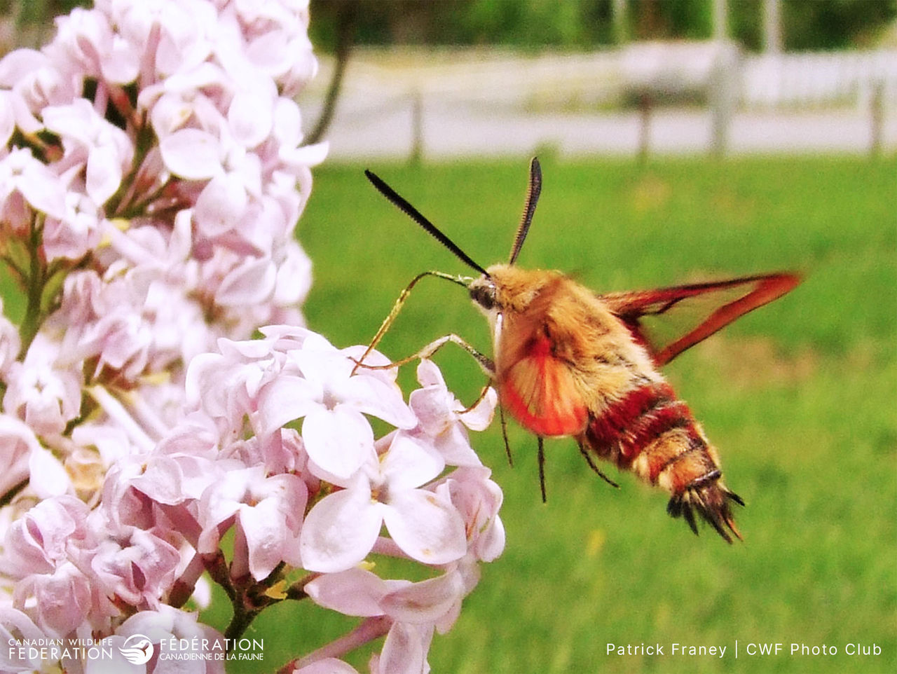 Patrick-Franey-humminbird-moth-nl